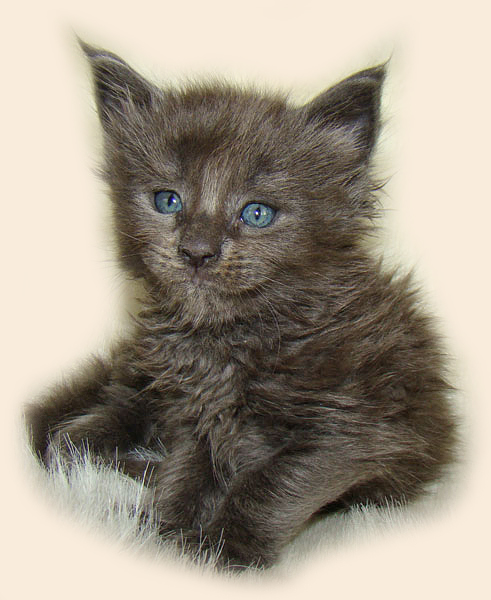    Catsvill County!   !    !       !!!    Catsvill County +7-926-544-74-09     .   ,   ,   ,    ,   ,  ,     ,   -,    ,   !